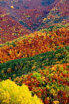 Autumnal forest landscape in Ordesa y Monte Perdido National Park, Huesca, Spain, October 2015.