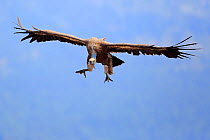 Grifon vulture (Gyps fulvus) in flight,  Solsona, Lleida, Spain, July.
