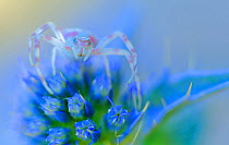Crab spider (Thomisidae) on Blue flower (Thomisus onustus) Sierra de Grazalema Natural Park, southern Spain, June.