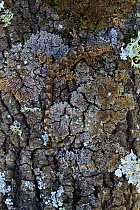 Common wall gecko / Moorish gecko (Tarentola mauritanica) camouflaged on lichen covered tree trunk, Sierra de Andujar Natural Park, Jaen, Spain, March.
