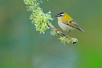 Firecrest (Regulus ignicapilla) perched on lichen covered branch, Sierra de Grazalema Natural Park,  southern Spain, May.