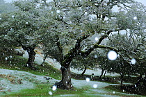 Holm oak tree (Quercus ilex) in snowfall, Sierra de Grazalema Natural Park, southern Spain, January.
