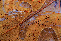 Close up of detail of frozen leaf and air bubbles in ice, Sierra de Grazalema Natural Park, southern Spain, December.
