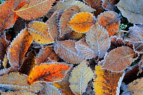 Field elm (Ulmus minor) leaf litter covered in frost in winter, Sierra de Grazalema Natural Park, southern Spain, November.