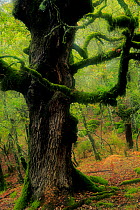 Portuguese oak tree (Quercus faginea) in southern Spain, Los Alcornocales Natural Park, southern Spain, November.
