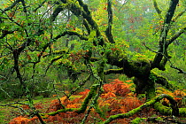 Portuguese oak tree (Quercus faginea) covered in moss, Los Alcornocales Natural Park, southern Spain, November.