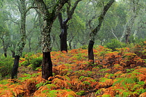 Cork tree (Quercus suber) forest Los Alcornocales Natural Park, Cortes de la Frontera, southern Spain, September.