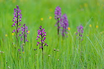 Orchids (Orchis langei) in flower,  Sierra de Grazalema Natural Park, southern Spain, May.