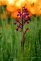 Orchid (Orchis langei) in sunset light, Sierra de Grazalema Natural Park, southern Spain, May.