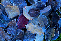 Frost covered leaves in winter, Sierra de Grazalema Natural Park, southern Spain, February.