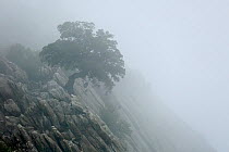 Holm oak (Quercus ilex) in the mist,  Sierra de Grazalema Natural Park, southern Spain, December.