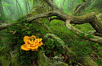 Chicken-of-the-woods fungus (Laetiporus sulphureus) Linares, Cantabria, Spain, August.