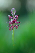 Bug orchid (Anacamptis coriophora ) in flower, Sierra de Grazalema Natural Park, southern Spain, June.