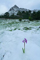 Champagne orchids (Orchis champagneuxii) in flower in snowy landscapes with mountains behind, Sierra de Grazalema Natural Park, Spain, April.
