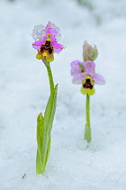 Sawfly orchids (Ophrys tenthredinifera) in snow, Sierra de Grazalema Natural Park, southern Spain, April.