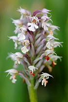 Conical orchid (Orchis conica) in the  Sierra de Grazalema Natural Park, southern Spain, April.