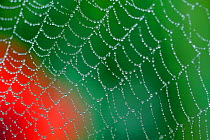 Dew on spiderweb with Common poppy (Papaver rhoeas) in the background, Sierra de Grazalema Natural Park, El Bosque, southern Spain, April.
