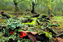 Scarlet elf cup (Sarcoscypha coccinea) in woodland with lichens, Los Alcornocales Natural park, Cortes de la Frontera, southern Spain, January.