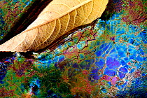 Bacteria (Lepthotryx discophora) causing iridescent patterns and White willow tree leaf (Salix alba) in river, Sierra de Grazalema Natural Park, southern Spain, November.