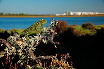 Mediterranean chameleon (Chamaeleo chamaeleon) Valdelagrana, Cadiz, southern Spain, August.