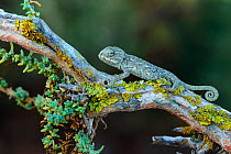 Mediterranean chameleon (Chamaeleo chamaeleon) juvenile,  Valdelagrana, southern Spain, August.
