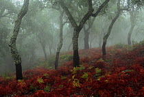 Cork tree (Quercus suber) forest in mist, Los Alcornocales Natural park, Cortes de la Frontera, southern Spain, October.