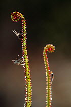 Portugese sundew (Droshophyllum lusitanicum) Los Alcornocales Natural Park, Cortes de la Frontera, southern Spain, December.