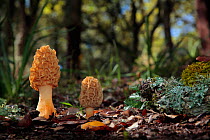 Morel mushroom (Morchella sp) Sierra de Grazalema Natural Park, southern Spain, May.