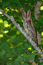 Scops owl (Otus scops) roosting in the day, Sierra de Grazalema Natural Park, southern Spain, May.