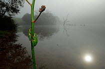 Tree frogs (Hyla meridionalis) two on plant by misty lake, Prado del Rey, southern Spain, February.