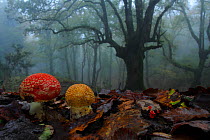 Fly agaric (Amanita muscaria) in foggy forest, Los Alcornocales Natural Park,  southern Spain, January.