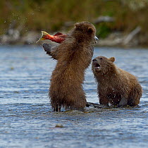 Grizzly bear (Ursus arctos horribilis) cubs with salmon,   Katmai National Park, Alaska, August. Small reproduction only.