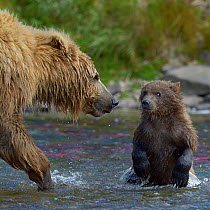 Grizzly bear (Ursus arctos horribilis) mother and cub in river, Katmai National Park, Alaska, USA, August