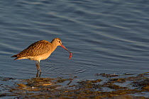 Bar tailed godwit (Limosa lapponica) at water's edge with prey, Nome, Alaska, USA, September