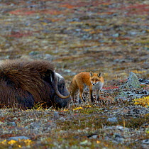 Musk ox (Ovibos moshatus) with Red fox (Vulpes vulpes) in autumnal tundra, Nome, Alaska, September