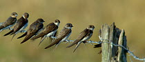 Sand martins (Riparia riparia) group of six on barbed wire, Vendee, France, July