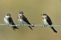 Sand martins (Riparia riparia) group of three on barbed wire, Vendee, France, July