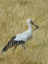 White stork (Ciconia ciconia) eating Black bullhead  (Ameiurus melas) Vendee, France, July