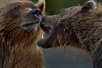 Grizzly bears (Ursus arctos horribilis) fighting, Katamai, Alaska, USA, August