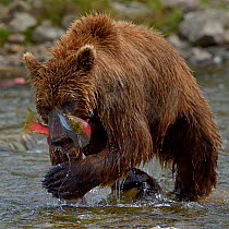 Grizzly bear (Ursus arctos horribilis) fishing for salmon, Katmai National Park, Alaska, USA, August.