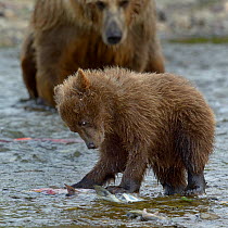 Grizzly bear (Ursus arctos horribilis) mother watching cub catching salmon, Katmai National Park, Alaska, USA, August