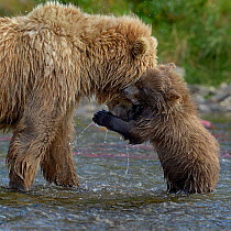 Grizzly bear (Ursus arctos horribilis) cub playing with mother, Katmai National Park, Alaska, USA, August