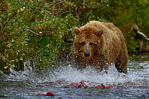 Grizzly bear (Ursus arctos horribilis) fishing for salmon, Katmai National Park, Alaska, USA, August