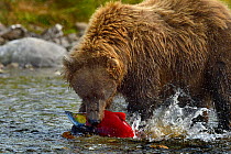 Grizzly bear (Ursus arctos horribilis) fishing for salmon, Katmai National Park, Alaska, USA, August