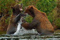 Grizzly bears (Ursus arctos horribilis) fighting in water,~Katmai National Park, Alaska, August