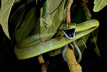Green rat snake (Boiga cyanea) in branches, captive, occurs in South East Asia. Venomous species.