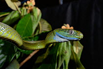 Green rat snake (Boiga cyanea) in branches, captive, occurs in South East Asia. Venomous species.