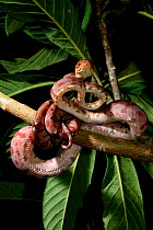Amazon tree boa (Corallus hortulanus) coiled up in branch, captive from South America. Venomous species.