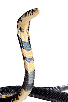 Forest cobra (Naja melanoleuca) on white background, captive occurs in Africa. Venomous species.