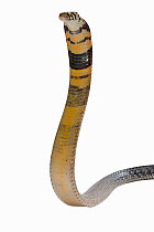 Forest cobra (Naja melanoleuca) in threat pose, on white background, captive occurs in Africa. Venomous species.